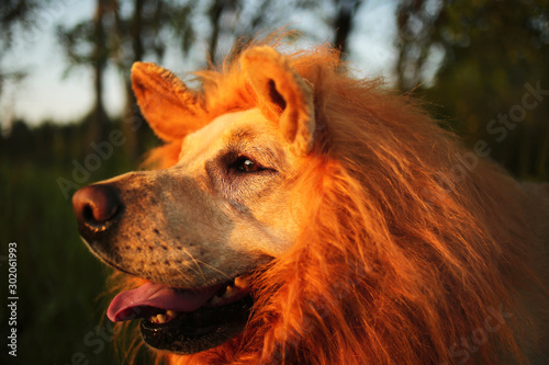 Kindly dog with fake mane at forest on sunny evening
