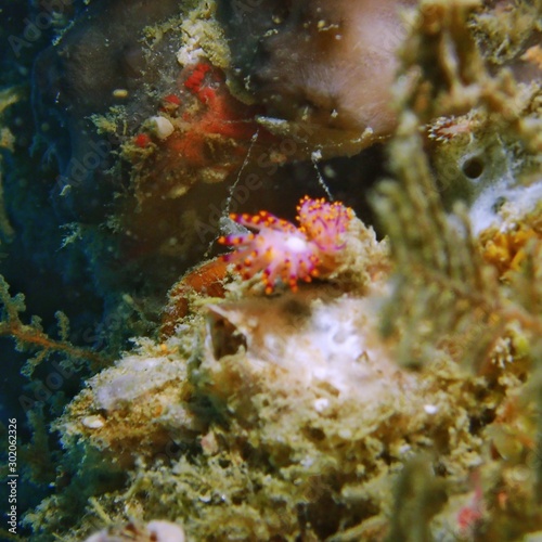 Naked sea slug or nudibrunch at the Shipwreck scuba diving site