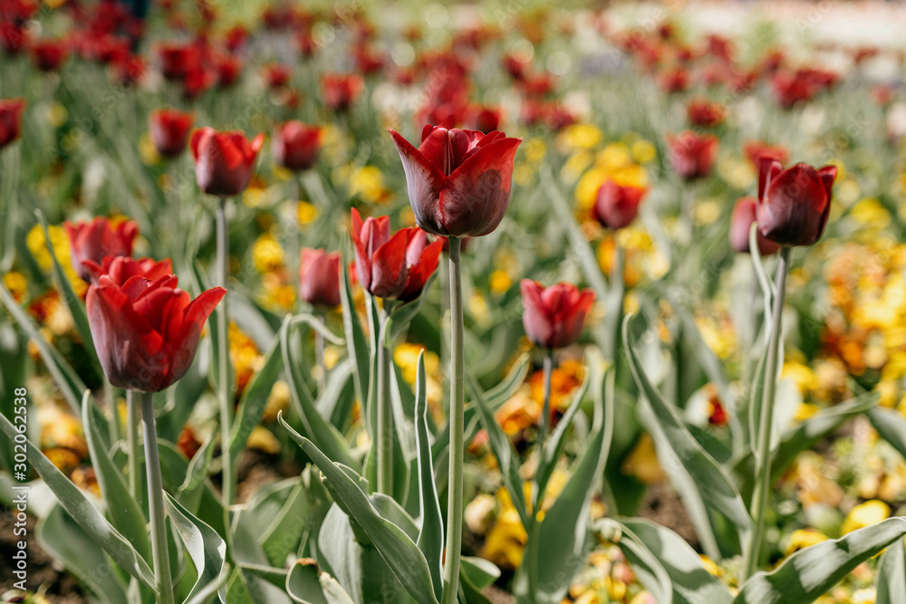 Fototapeta premium Blühende Tulpen im Frühling, Blüten mit Bokeh