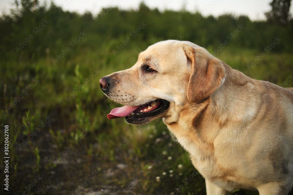 Happy big dog having relax on green meadow at nature Happy big dog having relax on green meadow at nature
