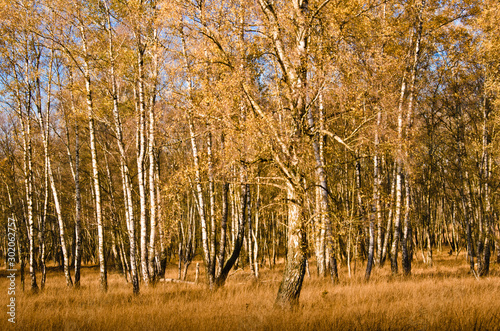 Autumn walk in a moor, an area of nature protection in Norderstedt, Germany photo