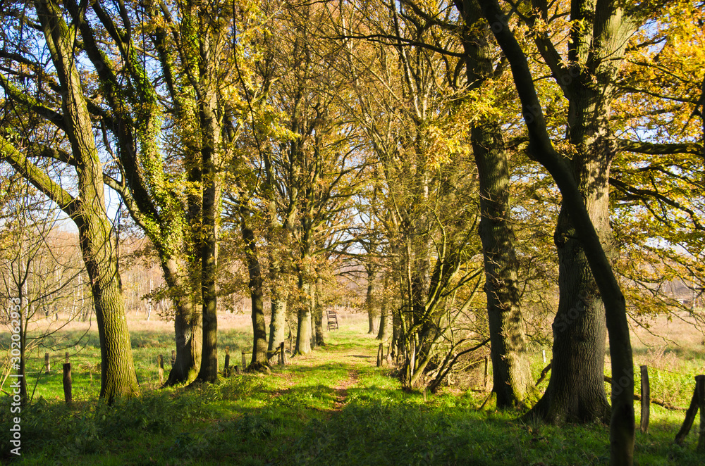 Autumn walk in a moor, an area of nature protection in Norderstedt, Germany