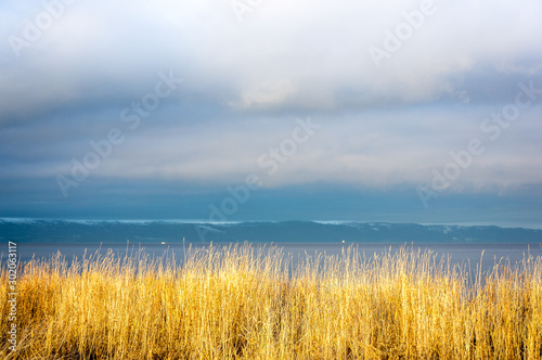 Złote trawy przy linii brzegowej. Norwegia.