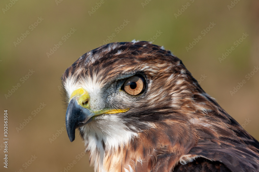 Obraz premium Red-Tailed Falcon close-up