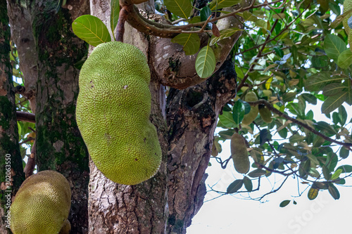 Jacktree and jackfruit (Artocarpus heterophyllus) photo