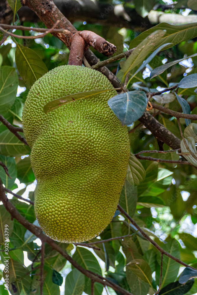 Jacktree and jackfruit (Artocarpus heterophyllus) Jacktree and jackfruit (Artocarpus heterophyllus)