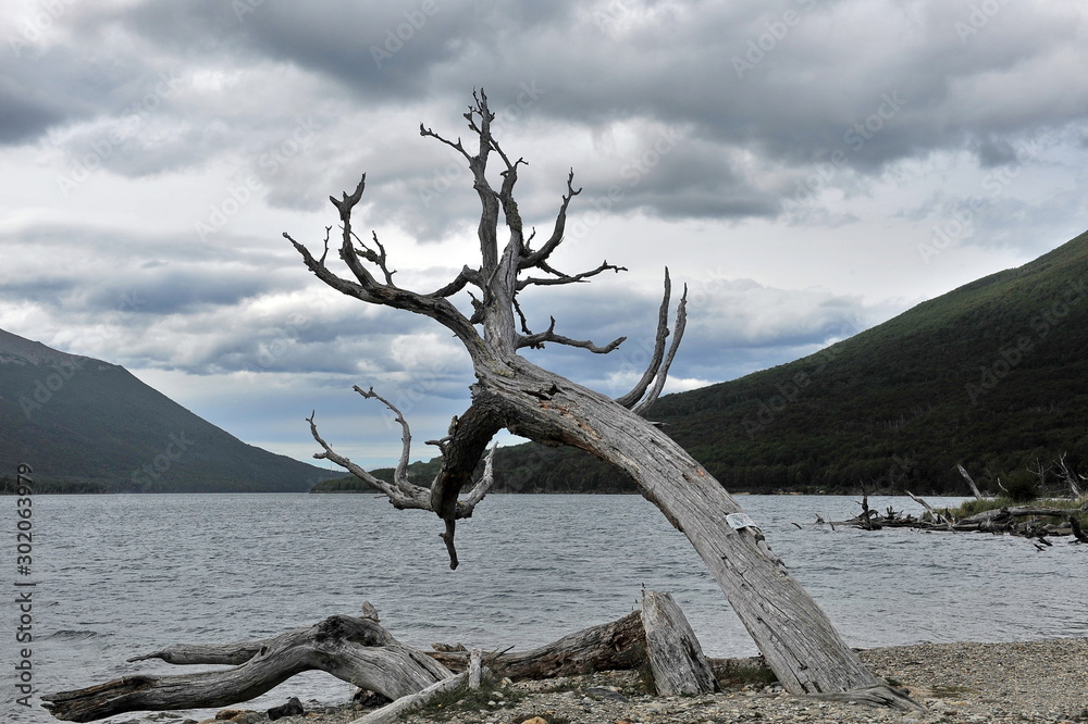 Fototapeta premium Dry twisted tree by the ocean.