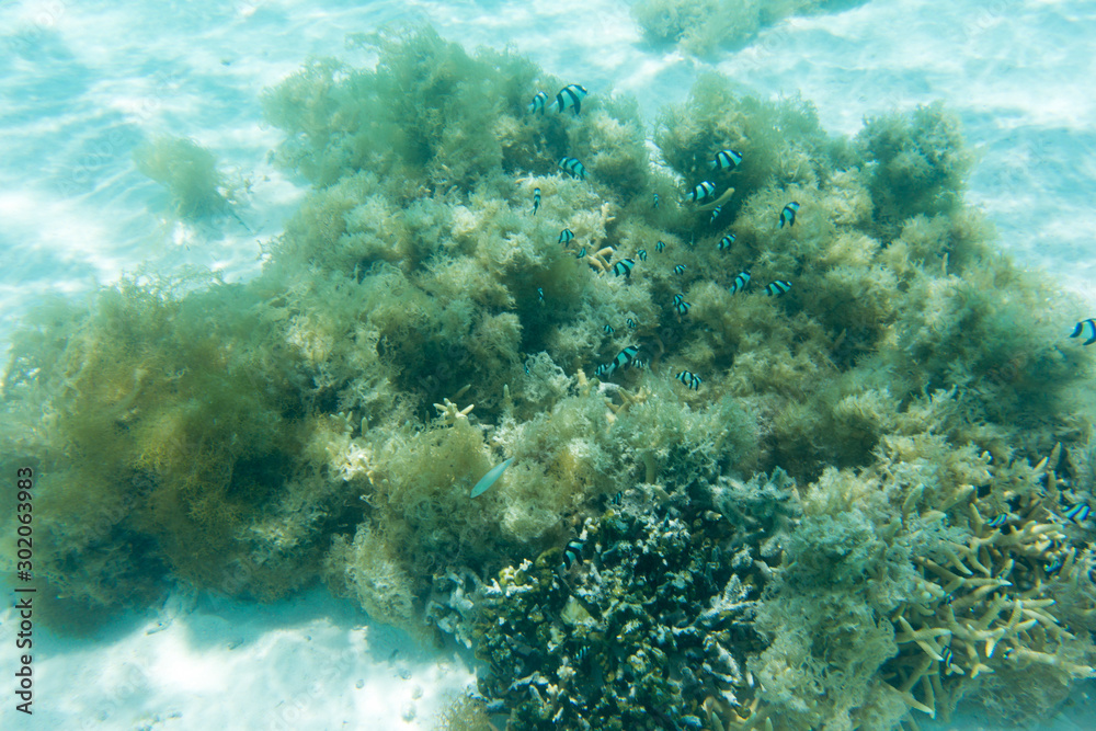 Fototapeta premium Corals, fishes and algae in lagoon