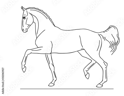 A beautiful young horse is moving at a trot