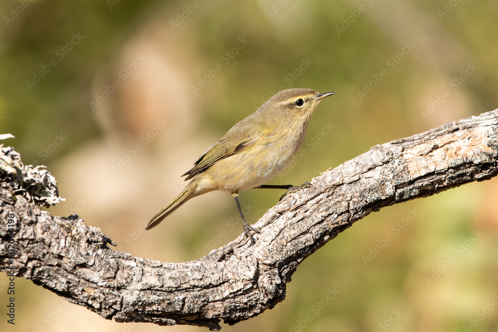 Fototapeta premium Söğütbülbülü » Willow Warbler » Phylloscopus trochilus