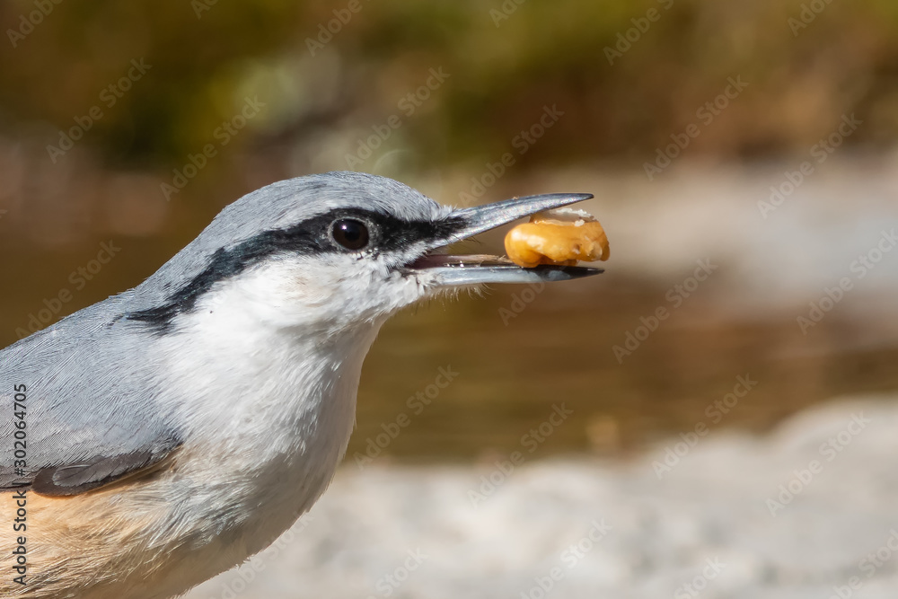 Obraz premium Kaya sıvacısı » Western Rock Nuthatch » Sitta neumayer