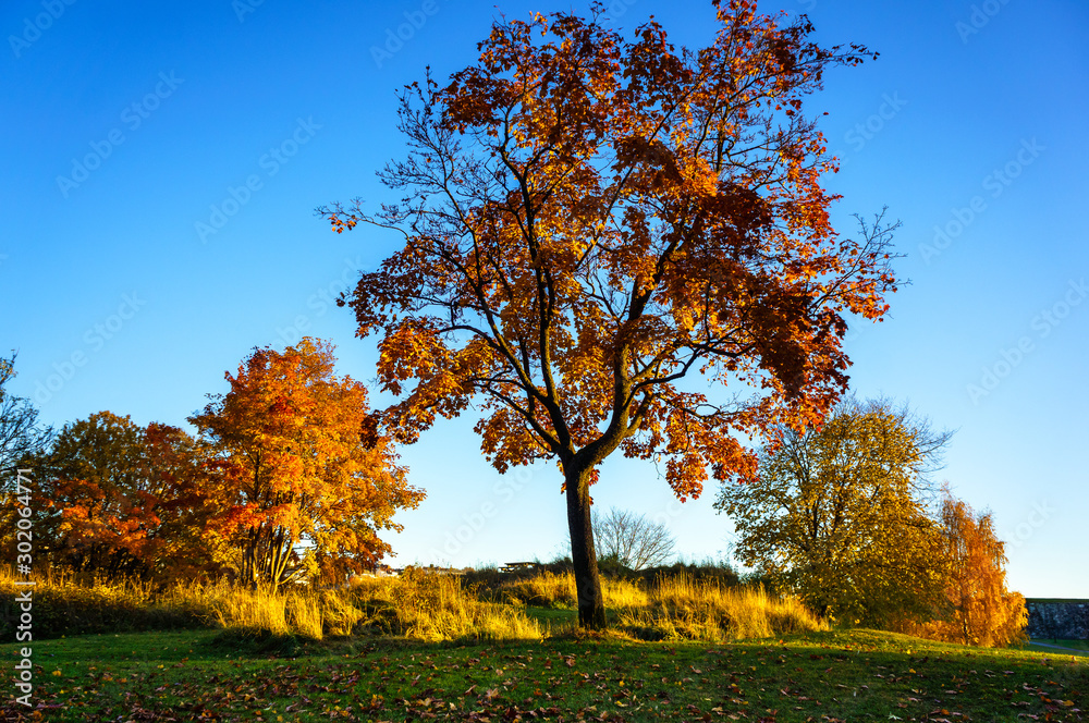 Autumn landscape in the park. Autumn landscape in the park.