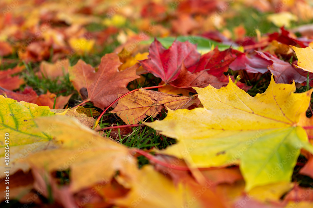 autumn leaves background