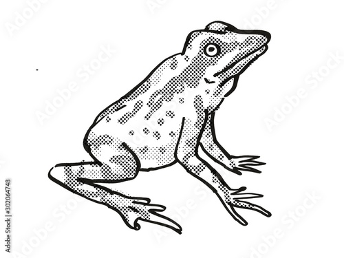 Andersson's Stubfoot Toad Endangered Wildlife Cartoon Drawing photo