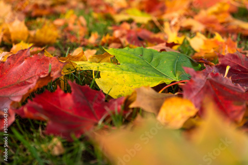 autumn leaves background