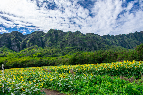 Sunflowers at Waimanalo Country Farm in Oahu, Hawaii