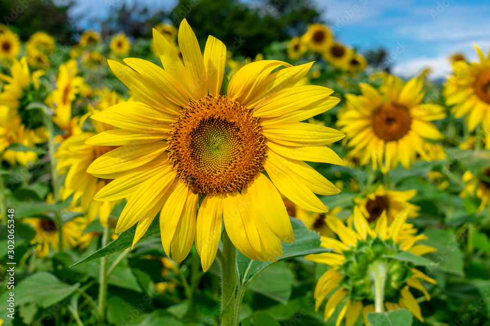 Sunflowers at Waimanalo Country Farm in Oahu, Hawaii