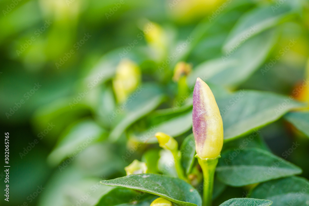 Ripe fresh chili peppers in the garden Ripe fresh chili peppers in the garden