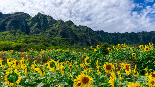 Sunflowers at Waimanalo Country Farm in Oahu, Hawaii