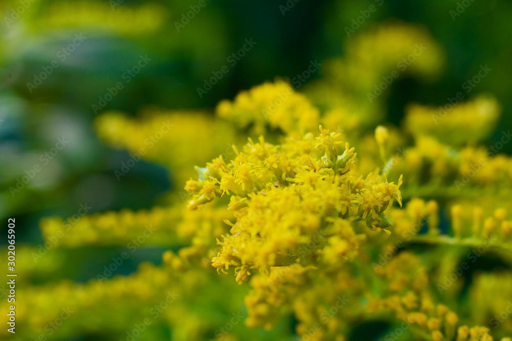 prairie goldenrod prairie goldenrod