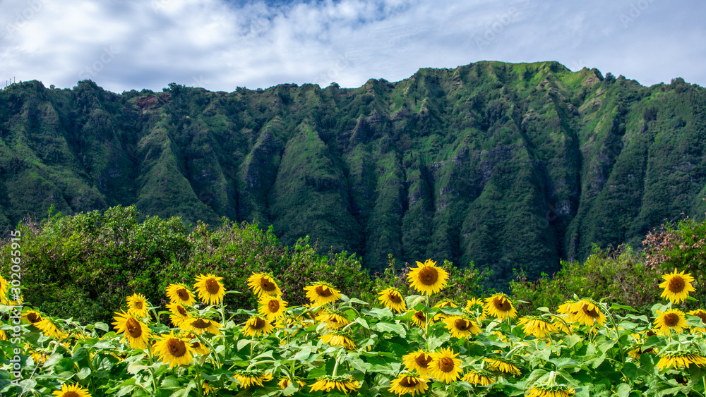 Fototapeta premium Sunflowers at Waimanalo Country Farm in Oahu, Hawaii
