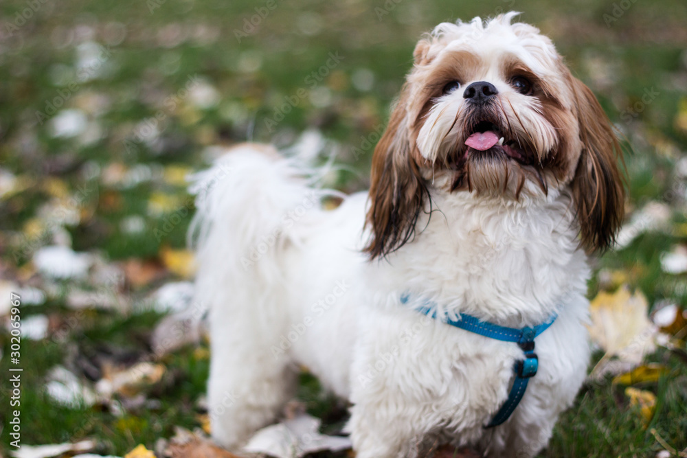 Cute Shih Tzu puppy in the park 