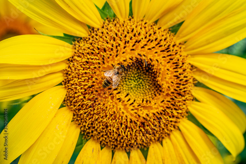 Sunflowers at Waimanalo Country Farm in Oahu  Hawaii