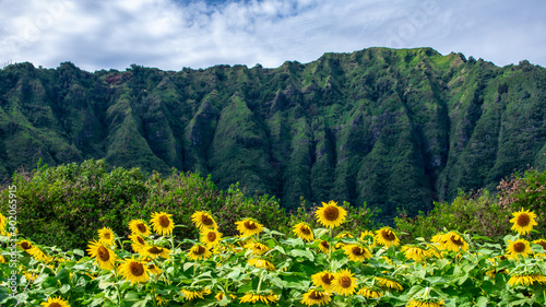 Sunflowers at Waimanalo Country Farm in Oahu, Hawaii photo