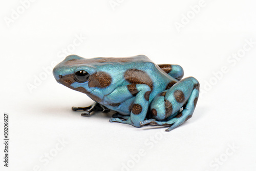 Goldbaumsteiger (Dendrobates auratus) - Green and black poison dart frog photo