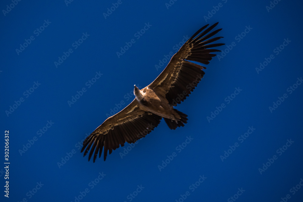Fototapeta premium Buitre leonado volando en el cielo