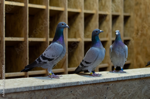 Εκτύπωση καμβά Pigeon birds standing together with friends