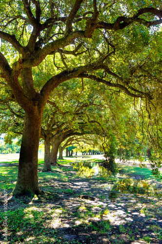 Beautiful park in Houston. Texas. United States