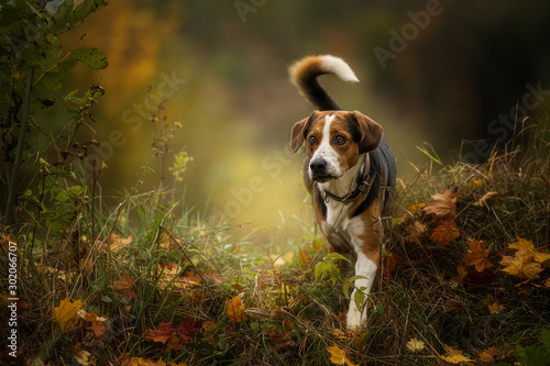 Vászonkép Mixed breed dog in autumn landscape