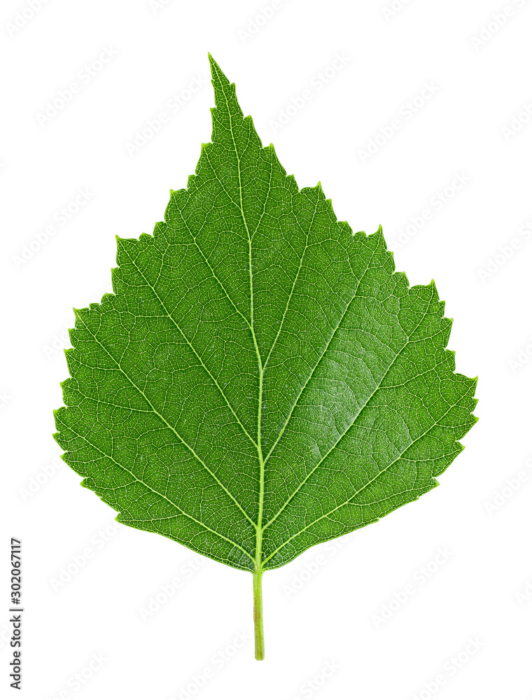Green leaf of birch tree isolated on a white background Green leaf of birch tree isolated on a white background