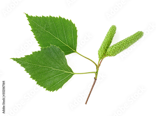 Young branch of birch with buds and leaves isolated on a white background