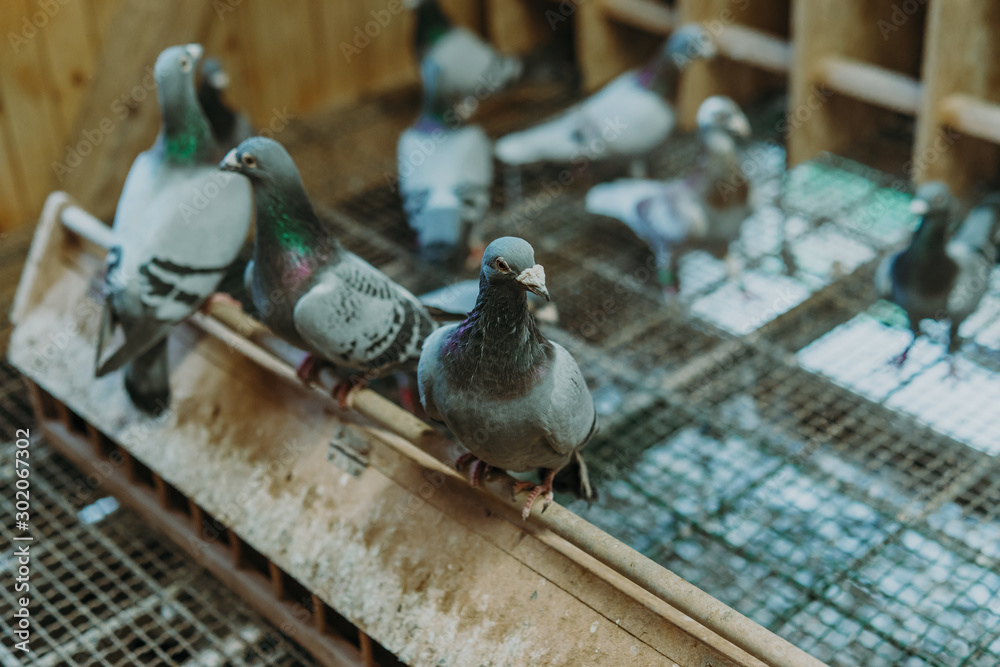 Fototapeta premium Pigeon birds standing together with friends.Pigeons sitting.Isolated pigeons.Portrait of birds