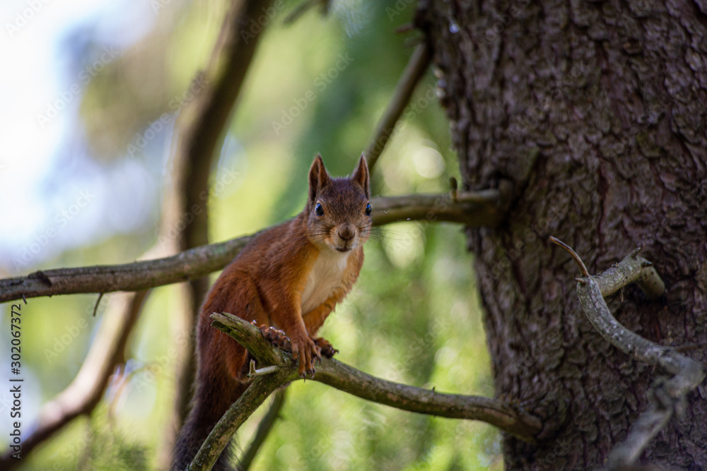 Happy young squirrel playing in the forest. Jumping from one tree to another.