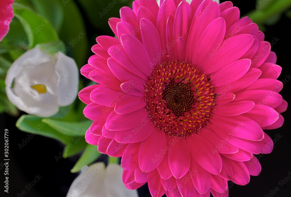 Fototapeta premium Flower