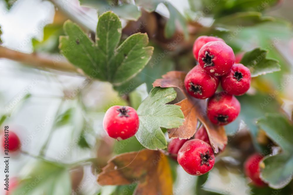 Mature white hawthorn fruit on a tree branch - Crataegus monogyna Mature white hawthorn fruit on a tree branch - Crataegus monogyna