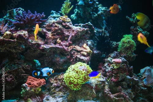 Fototapeta Naklejka Na Ścianę i Meble -  Marine Aquarium Reef