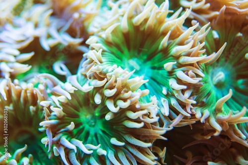 Whisker Coral Marine Aquarium © Tomasz Zajda