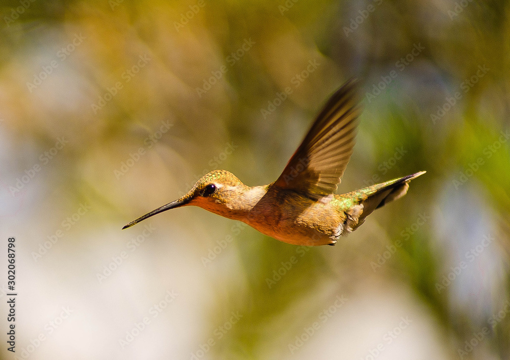 Fototapeta premium Bird in Wild