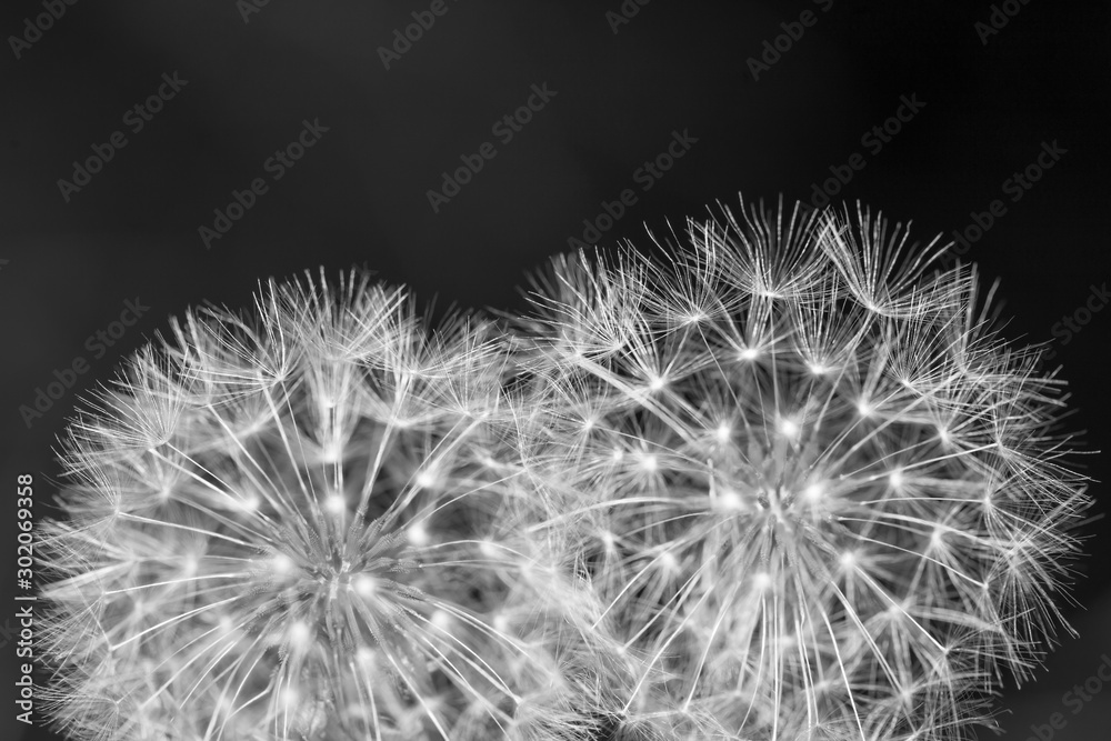 Fototapeta premium Two dandelions close up black and white