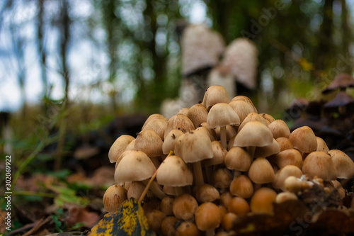 Waldspaziergang, Pilze sammeln