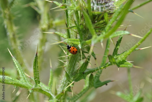 ladybug on green leaf