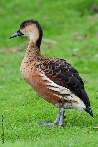 Portrait of a wandering whistling duck (dendrocygna arcuata) photo