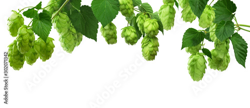 Green hop plants, isolated on white background.  ripe green hop cones, beer brewing ingredient. Common Hop. photo