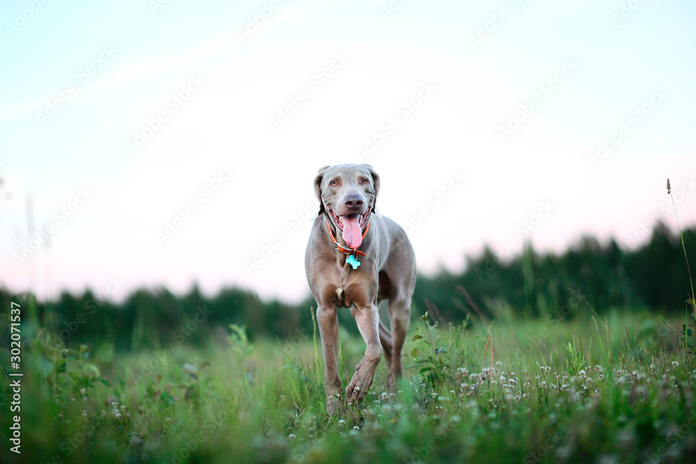 Fototapeta Duży szary pies spacerujący po zielonej, pięknej łące