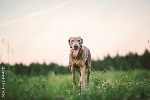 Big grey dog strolling at green beautiful meadow
