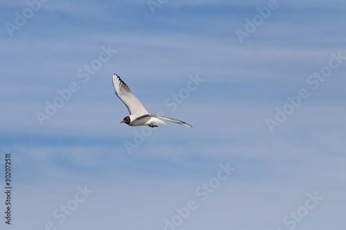 Seagull flying  on the sky